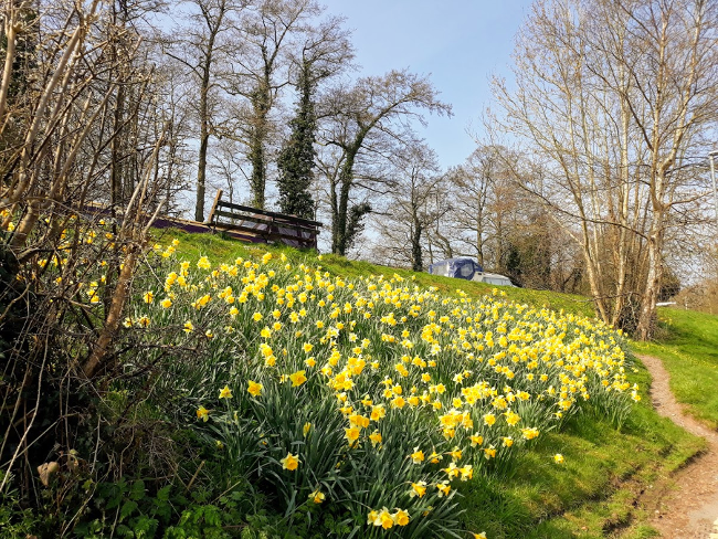 Usk Valley Walk: Daffodils